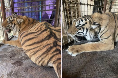 Video: Rescatan a joven tigre desnutrido y encerrado sin seguridad alguna; hay un detenido 